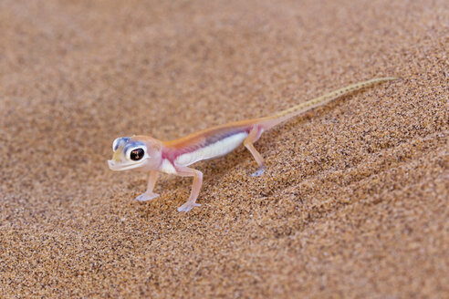 Africa, Namibia, Palmato gecko in namib desert - FOF002458