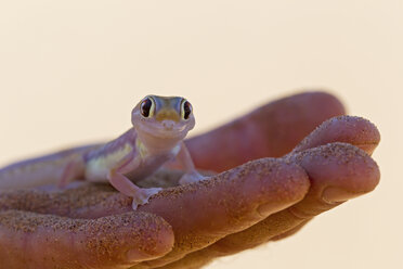 Afrika, Namibia, Palmato Gecko in menschlicher Hand, Nahaufnahme - FOF002459