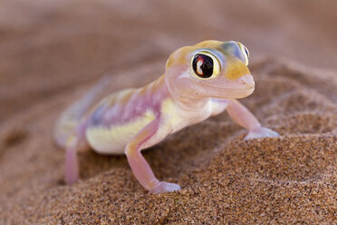 Afrika, Namibia, Palmato-Gecko in der Namib-Wüste - FOF002460