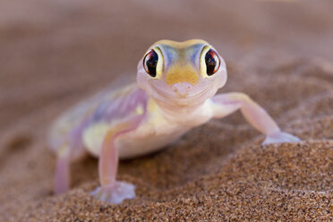 Afrika, Namibia, Palmato-Gecko in der Namib-Wüste - FOF002461