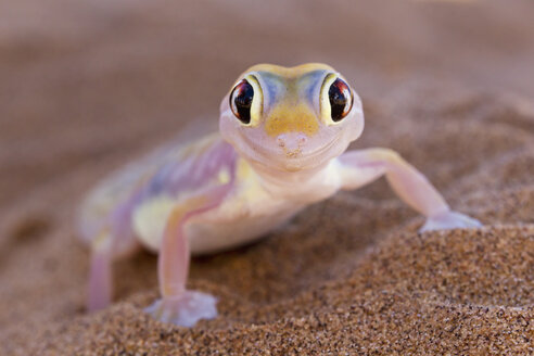 Africa, Namibia, Palmato gecko in namib desert - FOF002461