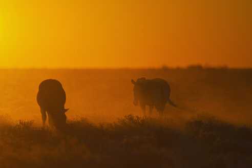 Afrika, Namibia, Burchell's Zebra im Etoscha-Nationalpark bei Sonnenuntergang - FOF002530