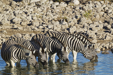 Afrika, Namibia, Burchell's Zebra trinkt Wasser vom Wasserloch im Etoscha-Nationalpark - FOF002531