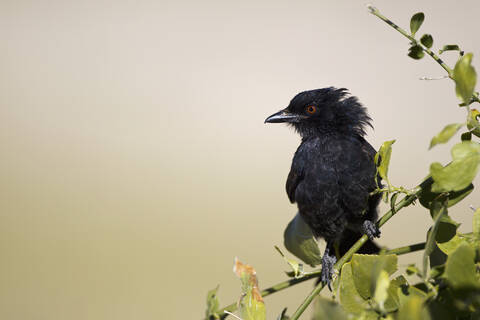 Afrika, Namibia, Gabelschwanzdrongo im Etoscha-Nationalpark, lizenzfreies Stockfoto