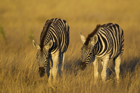 Afrika, Namibia, Burchell-Zebra im Etosha-Nationalpark - FOF002504