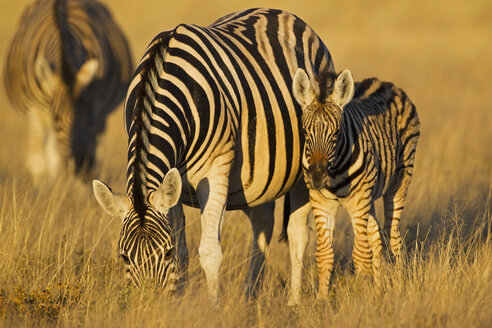 Afrika, Namibia, Burchell's Zebra mit Fohlen im Etoscha-Nationalpark - FOF002541