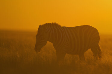 Afrika, Namibia, Burchell's Zebra im Etoscha-Nationalpark bei Sonnenuntergang - FOF002542