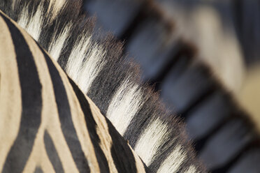 Africa, Namibia, Burchell's zebra in etosha national park - FOF002544