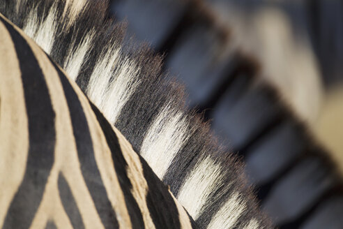 Afrika, Namibia, Burchell-Zebra im Etosha-Nationalpark - FOF002544