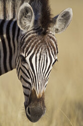 Afrika, Namibia, Burchell-Zebra im Etosha-Nationalpark - FOF002545