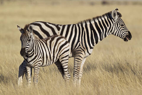 Afrika, Namibia, Burchell's Zebra mit Fohlen im Etoscha-Nationalpark, lizenzfreies Stockfoto