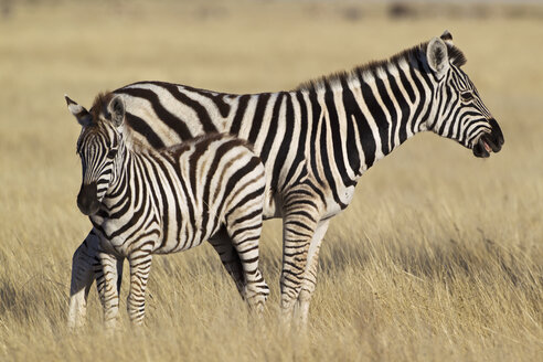 Afrika, Namibia, Burchell's Zebra mit Fohlen im Etoscha-Nationalpark - FOF002546