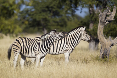 Afrika, Namibia, Burchell-Zebra im Etosha-Nationalpark - FOF002547