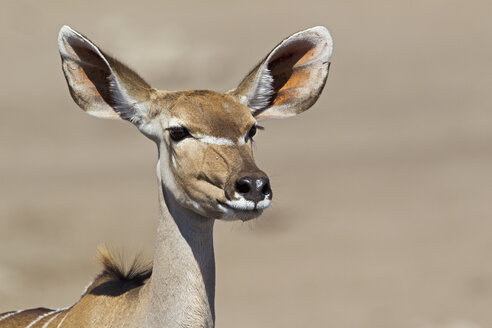 Afrika, Namibia, Großer Kudu im Etosha-Nationalpark - FOF002550