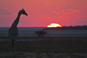 Afrika, Namibia, Giraffe im Etosha-Nationalpark bei Sonnenuntergang - FOF002551