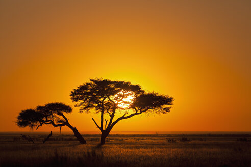 Afrika, Namibia, Schirmdorn-Akazie im Etosha-Nationalpark bei Sonnenaufgang - FOF002506