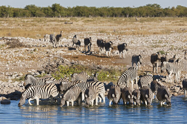 Afrika, Namibia, Burchell's Zebra am Wasserloch im Etoscha-Nationalpark - FOF002507