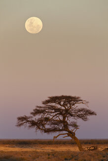 Afrika, Namibia, Schirmdorn-Akazie im Etosha-Nationalpark bei Nacht - FOF002509