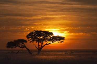 Afrika, Namibia, Schirmdorn-Akazie im Etosha-Nationalpark bei Sonnenaufgang - FOF002510