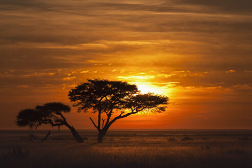 Afrika, Namibia, Schirmdorn-Akazie im Etosha-Nationalpark bei Sonnenaufgang - FOF002510