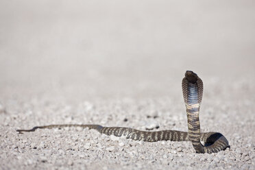 Africa, Namibia, Spitting Cobra in etosha national park - FOF002511
