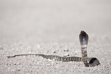 Afrika, Namibia, Spuckende Kobra im Etosha-Nationalpark - FOF002511