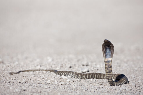 Afrika, Namibia, Spuckende Kobra im Etosha-Nationalpark - FOF002511