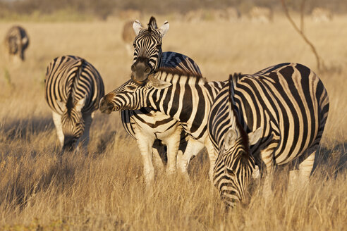 Afrika, Namibia, Burchell-Zebra im Etosha-Nationalpark - FOF002513