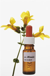 Stockbottle und Mimulus vor weißem Hintergrund - CSF013626