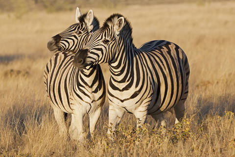 Afrika, Namibia, Burchell-Zebra im Etosha-Nationalpark, lizenzfreies Stockfoto