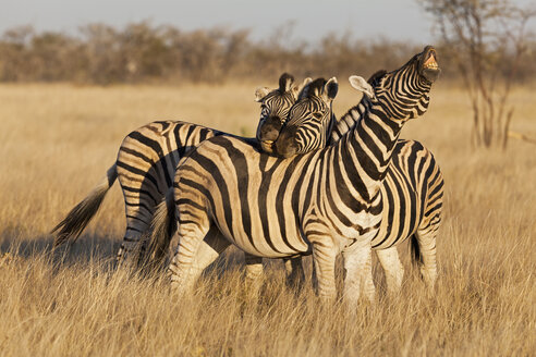 Afrika, Namibia, Burchell-Zebra im Etosha-Nationalpark - FOF002515