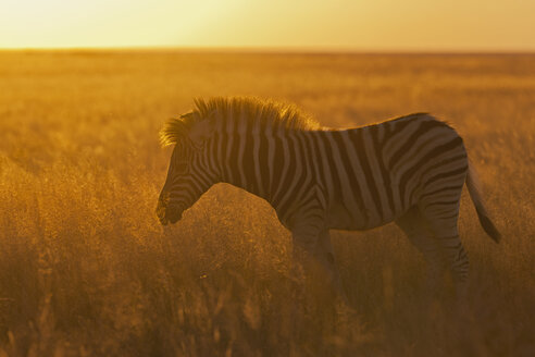 Afrika, Namibia, Burchell's Zebra im Etoscha-Nationalpark bei Sonnenuntergang - FOF002516