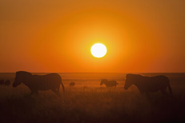 Africa, Namibia, Burchell's zebra in etosha national park at sunset - FOF002517