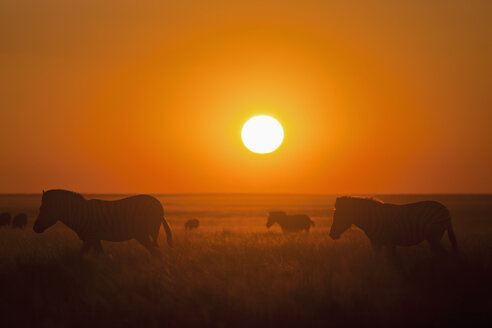 Afrika, Namibia, Burchell's Zebra im Etoscha-Nationalpark bei Sonnenuntergang - FOF002517