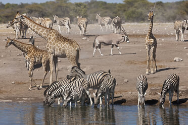 Afrika, Namibia, Safari Tiere am Wasserloch im Etosha-Nationalpark - FOF002518