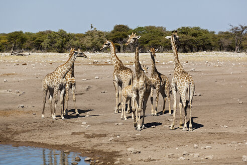 Afrika, Namibia, Giraffe am Wasserloch im Etosha-Nationalpark - FOF002521