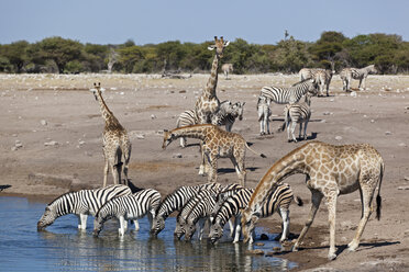 Afrika, Namibia, Safari Tiere am Wasserloch im Etosha-Nationalpark - FOF002522