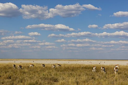 Afrika, Namibia, Springbockantilope im Etosha-Nationalpark - FOF002525