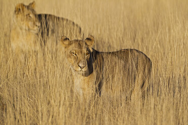 Afrika, Namibia, Etosha-Nationalpark, Löwe, Löwin im Gras stehend - FOF002488