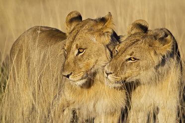 Afrika, Namibia, Zwei Löwen im Etosha-Nationalpark - FOF002491