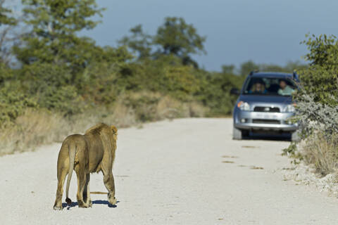 Afrika, Namibia, Etoscha-Nationalpark, Löwe stehend auf Feldweg mit Auto im Hintergrund, lizenzfreies Stockfoto