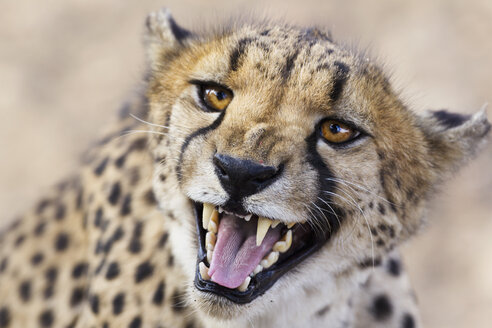 Afrika, Namibia, Nahaufnahme eines Geparden - FOF002494