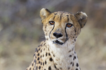 Afrika, Namibia, Nahaufnahme eines Geparden - FOF002495