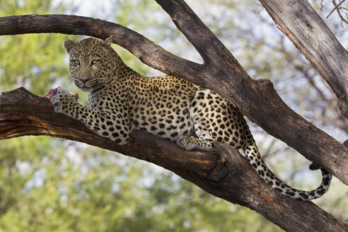 Afrika, Namibia, Nahaufnahme eines Leoparden auf einem Baum - FOF002496