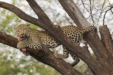 Africa, Namibia, Close up of Leopard on a tree - FOF002497