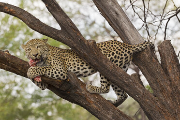 Afrika, Namibia, Nahaufnahme eines Leoparden auf einem Baum - FOF002497