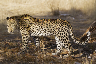 Afrika, Namibia, Nahaufnahme eines Leoparden - FOF002498