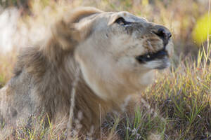 Afrika, Namibia, Löwe sitzend im Etosha-Nationalpark - FOF002499