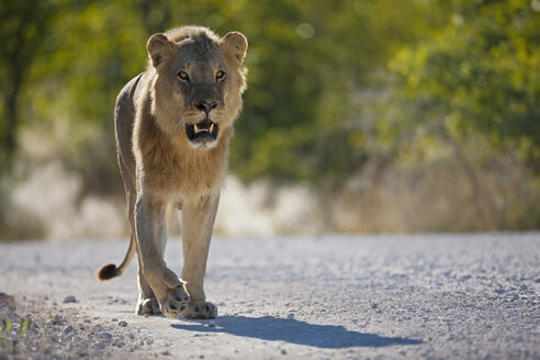 Afrika, Namibia, Löwenwanderung im Etosha-Nationalpark - FOF002500