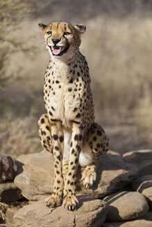 Afrika, Namibia, Gepard - FOF002503